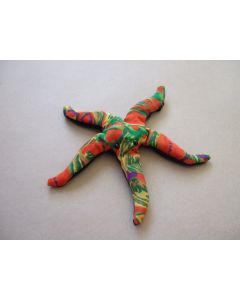 small starfish sand critter